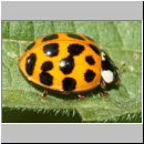 Harmonia axyridis - Asiatischer Marienkaefer 64.jpg